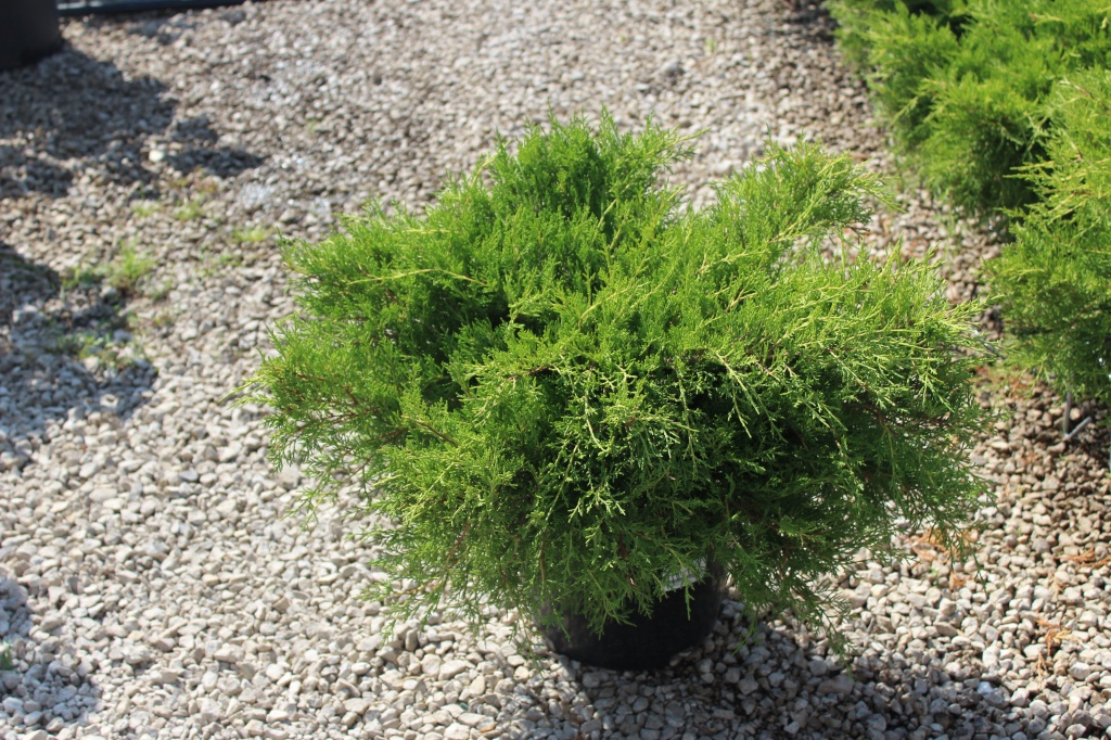 Juniperus x pfitzeriana `Old Gold`_С15 (2).JPG